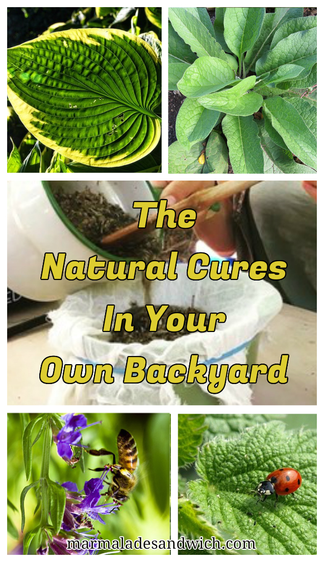 plants as medicine natural cures