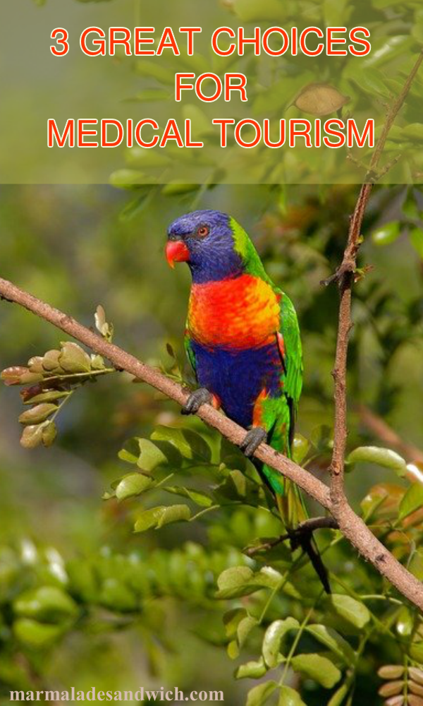 Parrot in Costa Rica a great choice for medical tourism